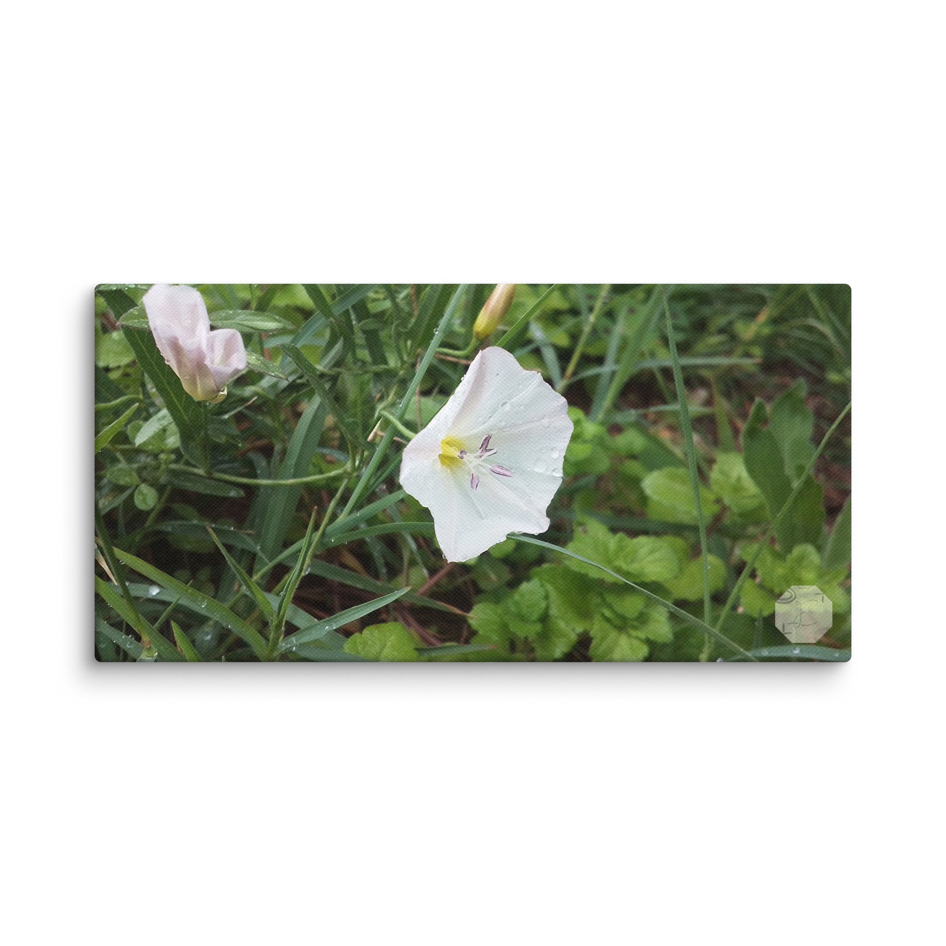 Petunia - Canvas Fine Art product image (1)