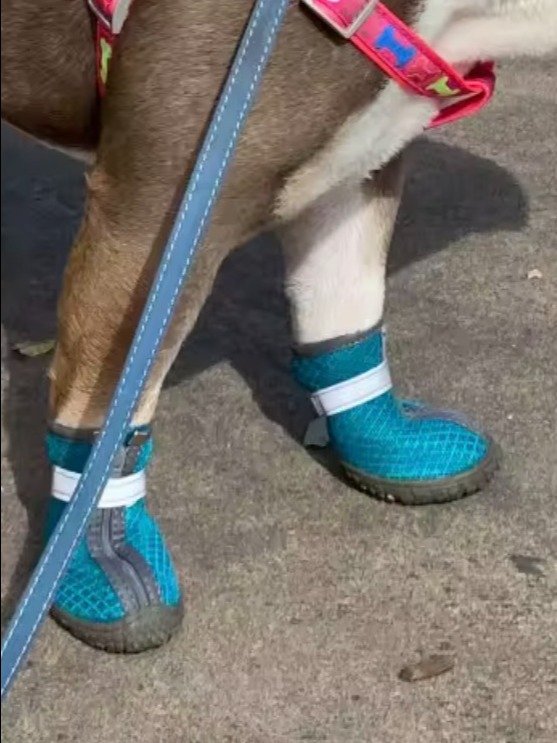 Dog Shoes product image (8)