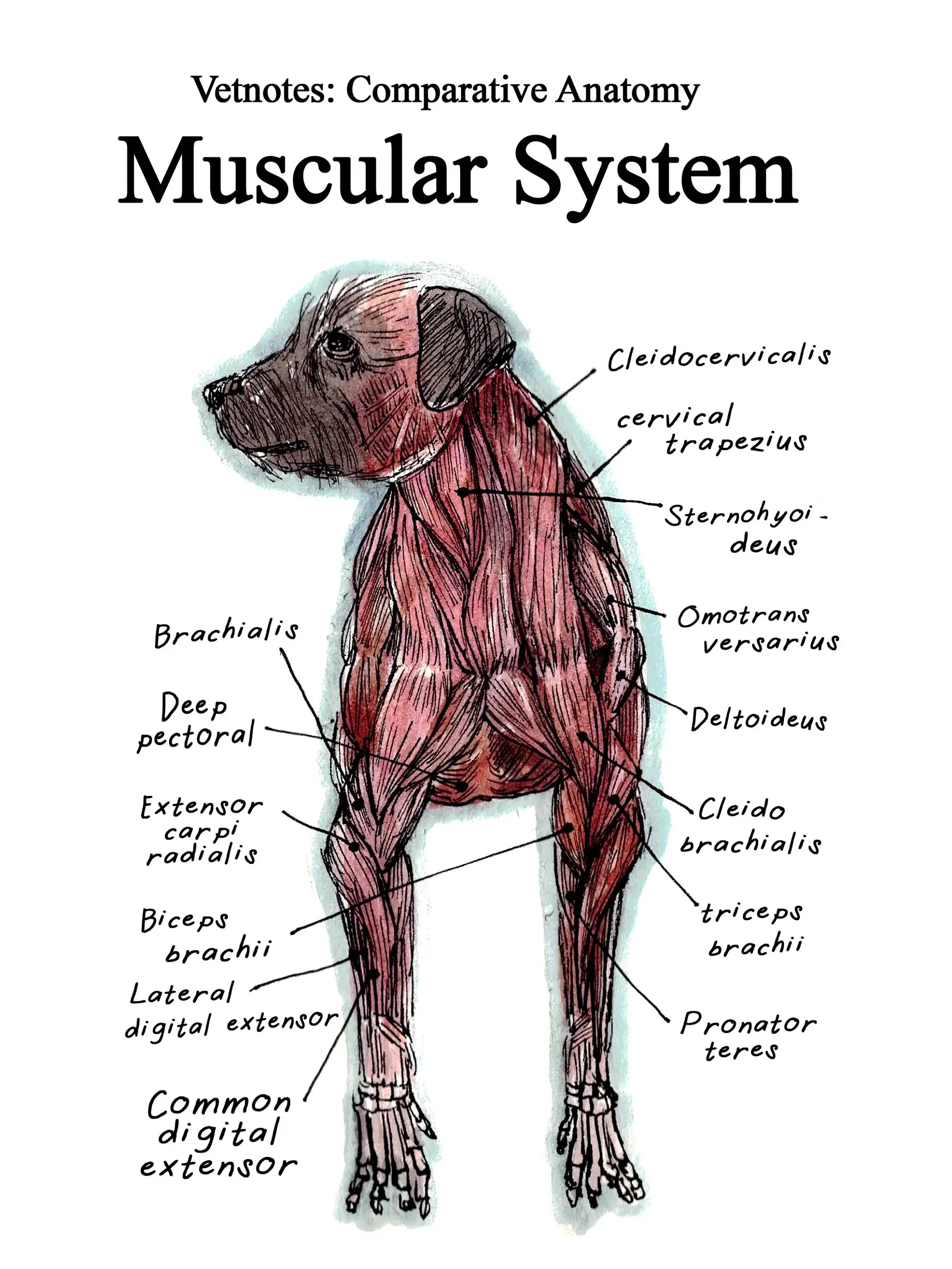 Vet Notes Anatomy and Embryology Bundle (PDF Downloads) product image (3)