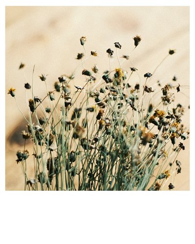 Celebrating the small things, the simple. Two. Foraging cota.