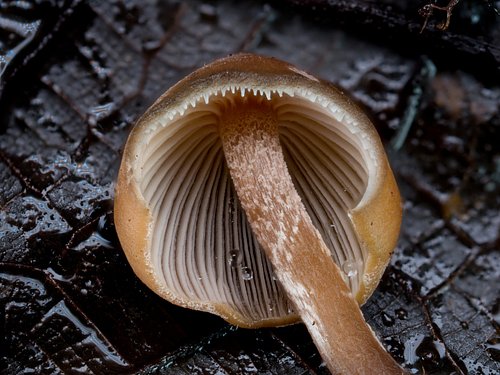 P. yungenis found in the magical cloud forests of Monteverde, Costa Rica ✨ 🍄 
This mushroom is named after the Yungas region ...