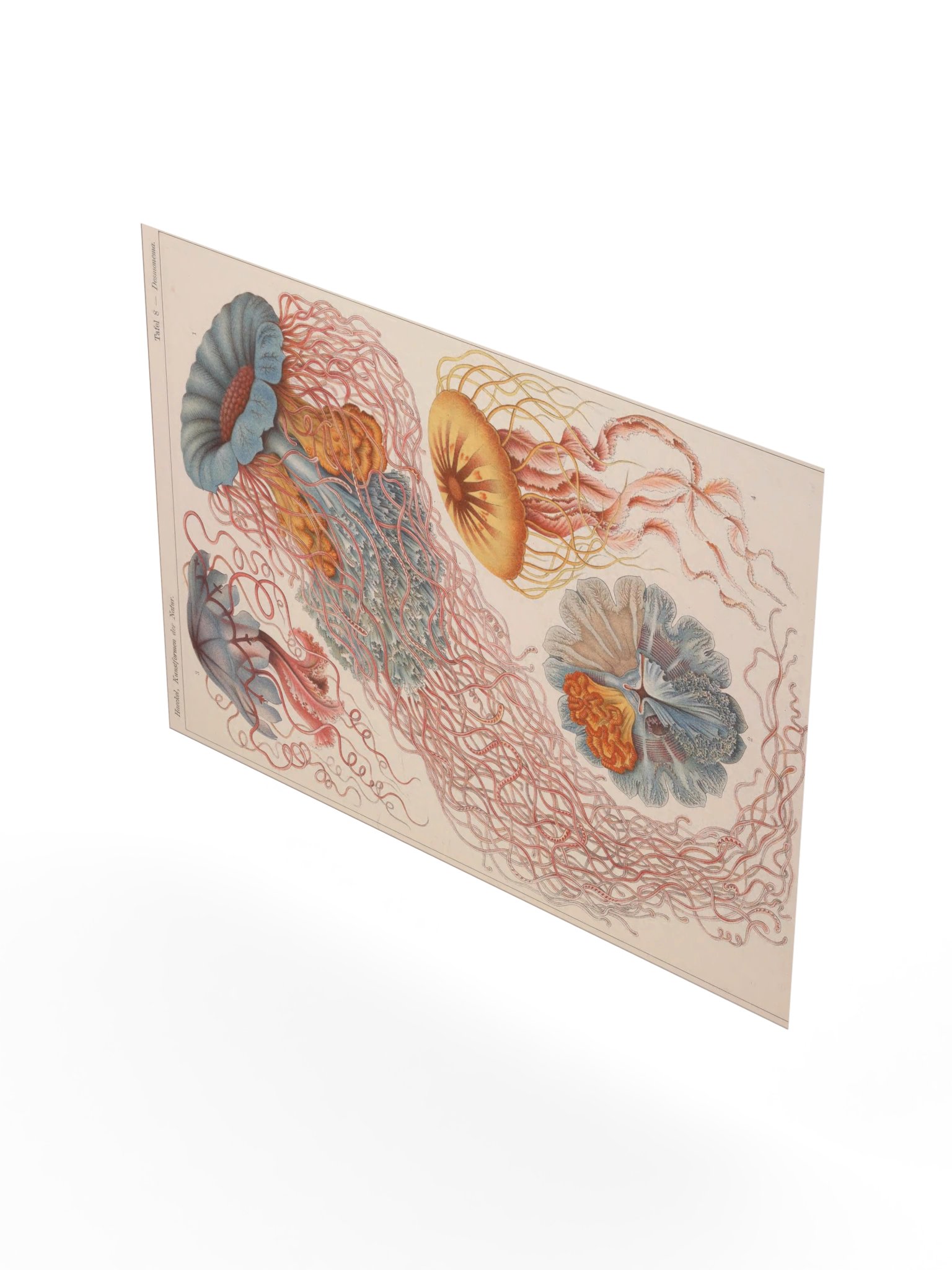 Discomedusae, Plate 8 – Haeckel Poster product image (8)