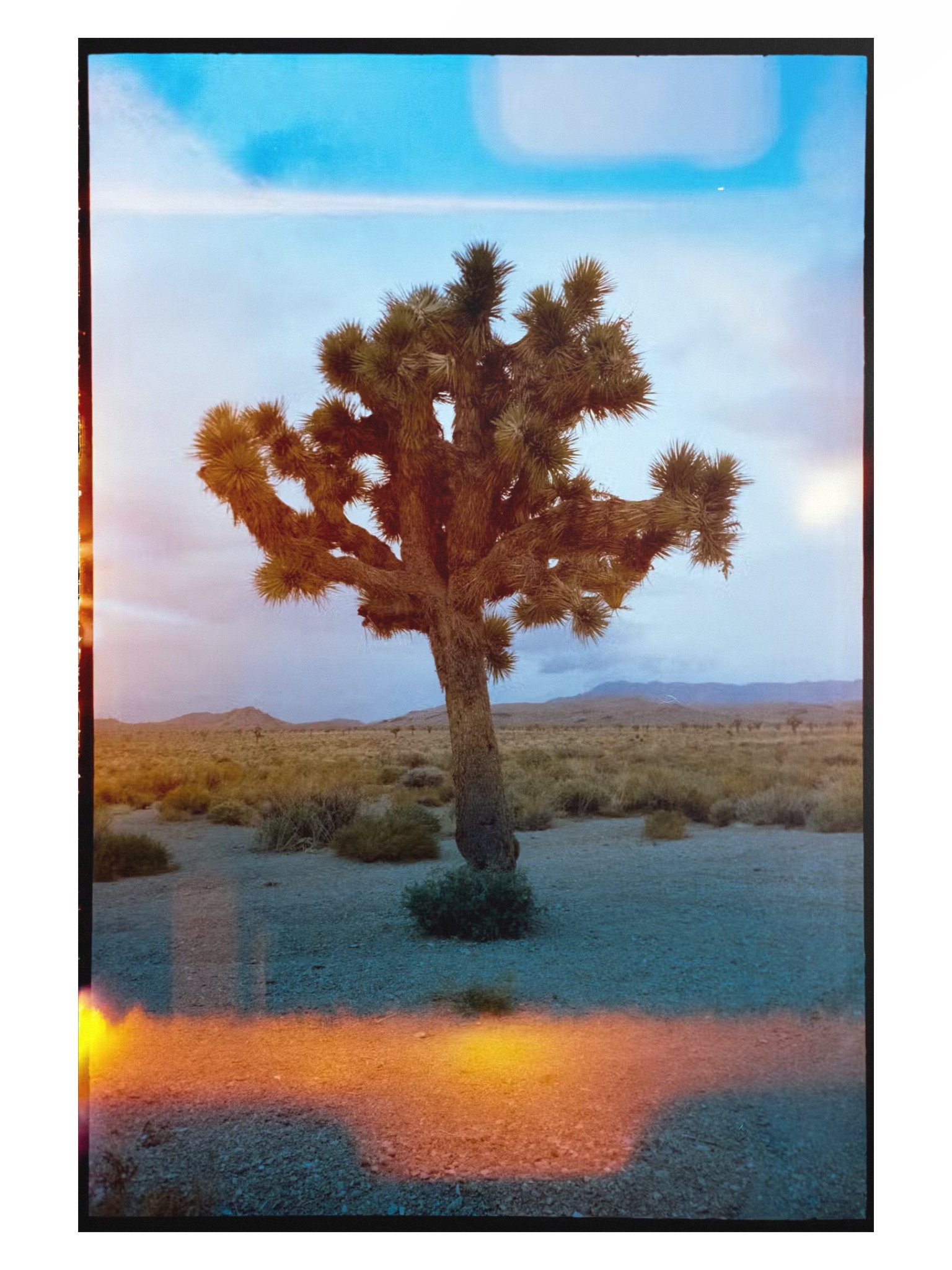 Joshua Tree Print product image (1)