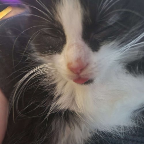 Meet Panda, our new kitten! It's been a busy weekend! #panda #cutecatcrew #catlover #kittenlove #cutenessoverload