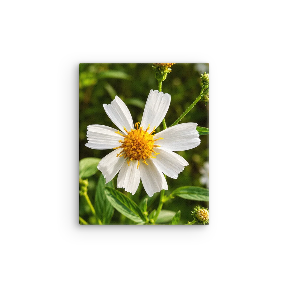 White Daisy Bloom Thin Canvas Wall Art product image (12)