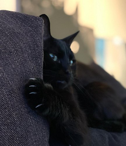 I think every paw-rent knows what an absolute privilege it is to have your heart torn out at the seam. The beauty of having a...