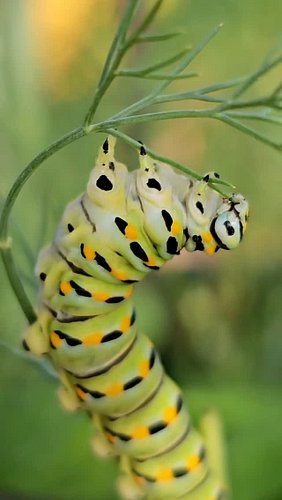 My black swallowtail caterpillar eating dill + this audio = 🤣

This little one's part of a whole new crew, 14 caterpillars sp...