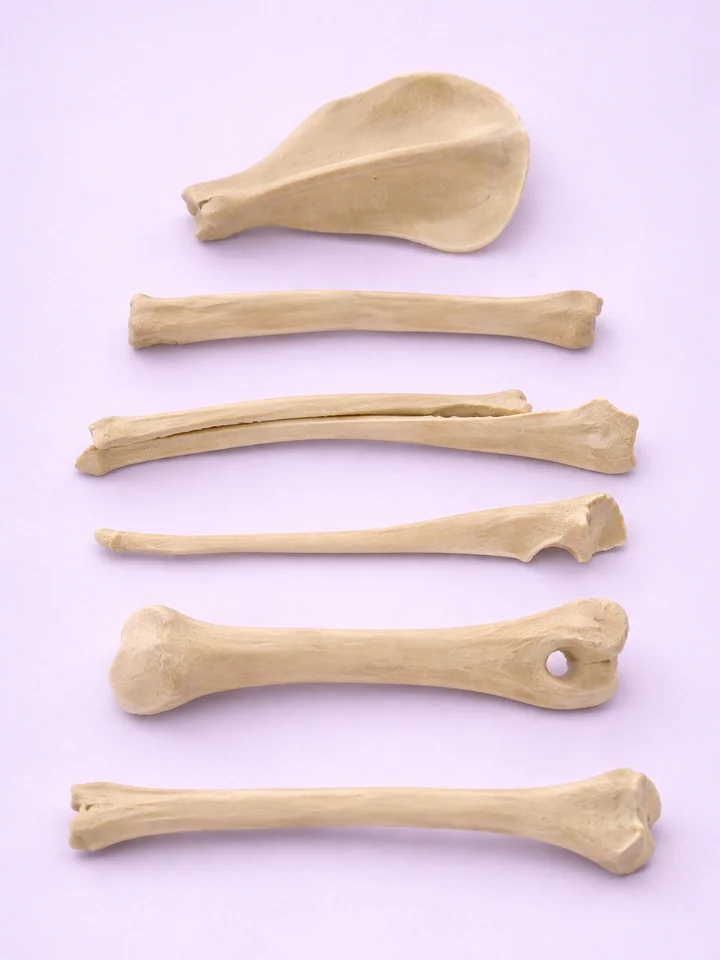 Canine Bone Models product image (1)