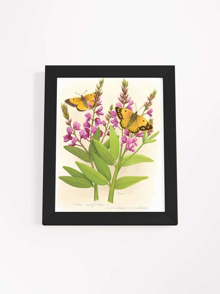 Orange Sulphur Butterflies product image (3)