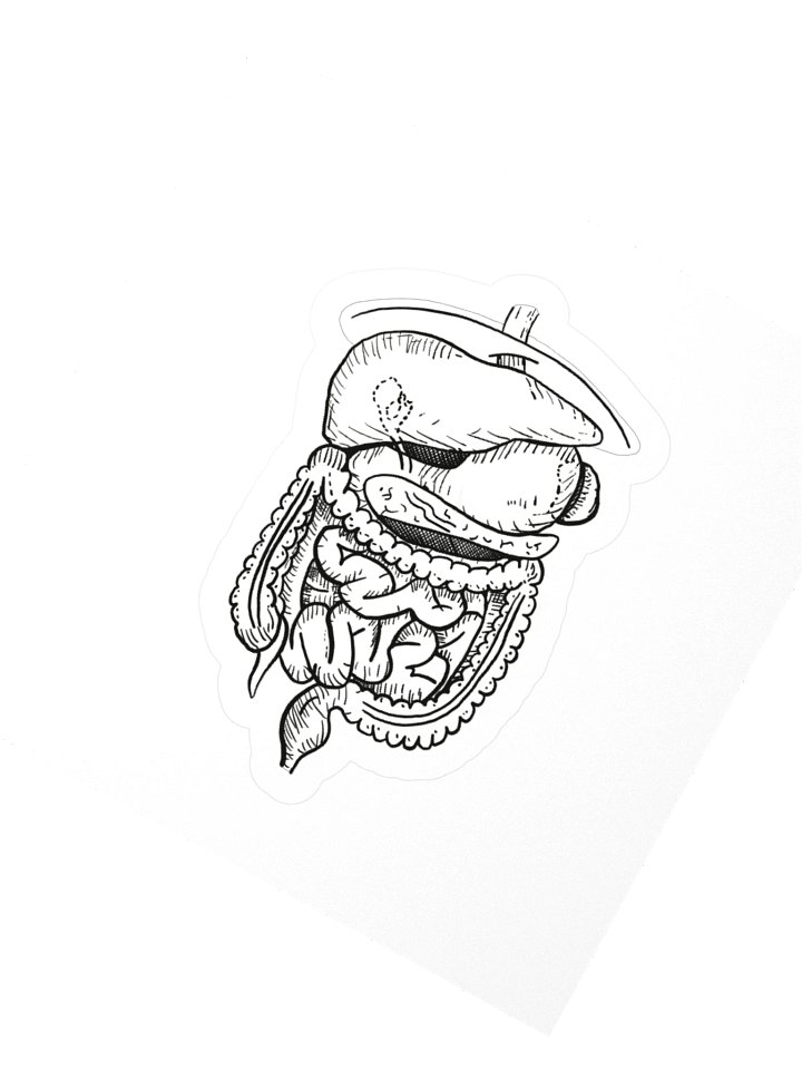 GI Tract Kiss Cut Stickers product image (2)