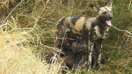 #wilddogs What an amazing sighting of adult dogs returning to the den and feeding the pups. 

Book your #safaris with @pksafa...