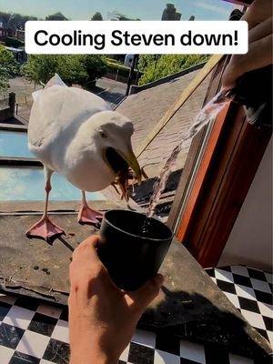 Steven was absolutely sweating today! We’re not used to this weather atall 🥺 #fyp #foryou #seagull #birds #feedingsteven