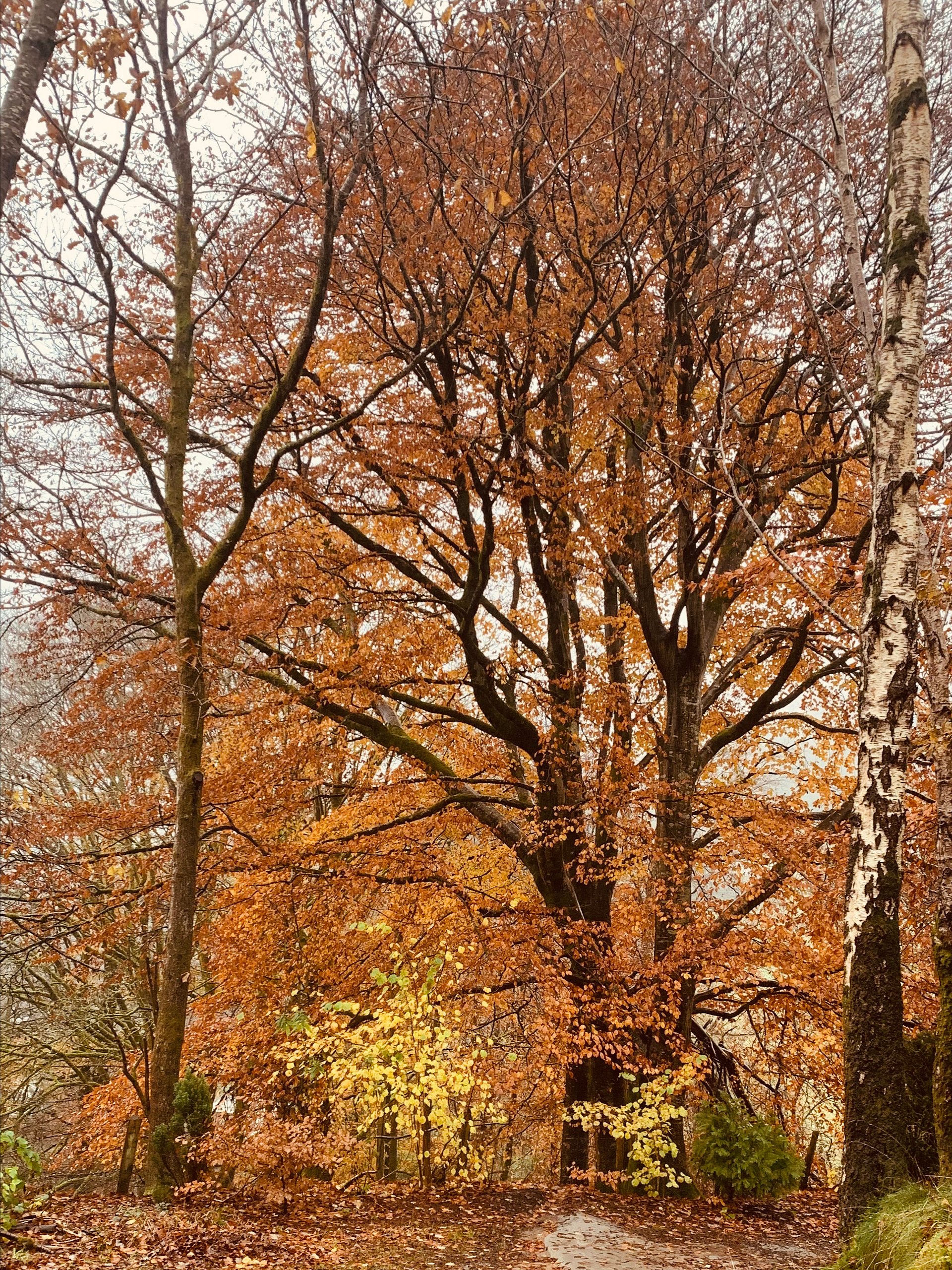 Falling Leaves product image (1)