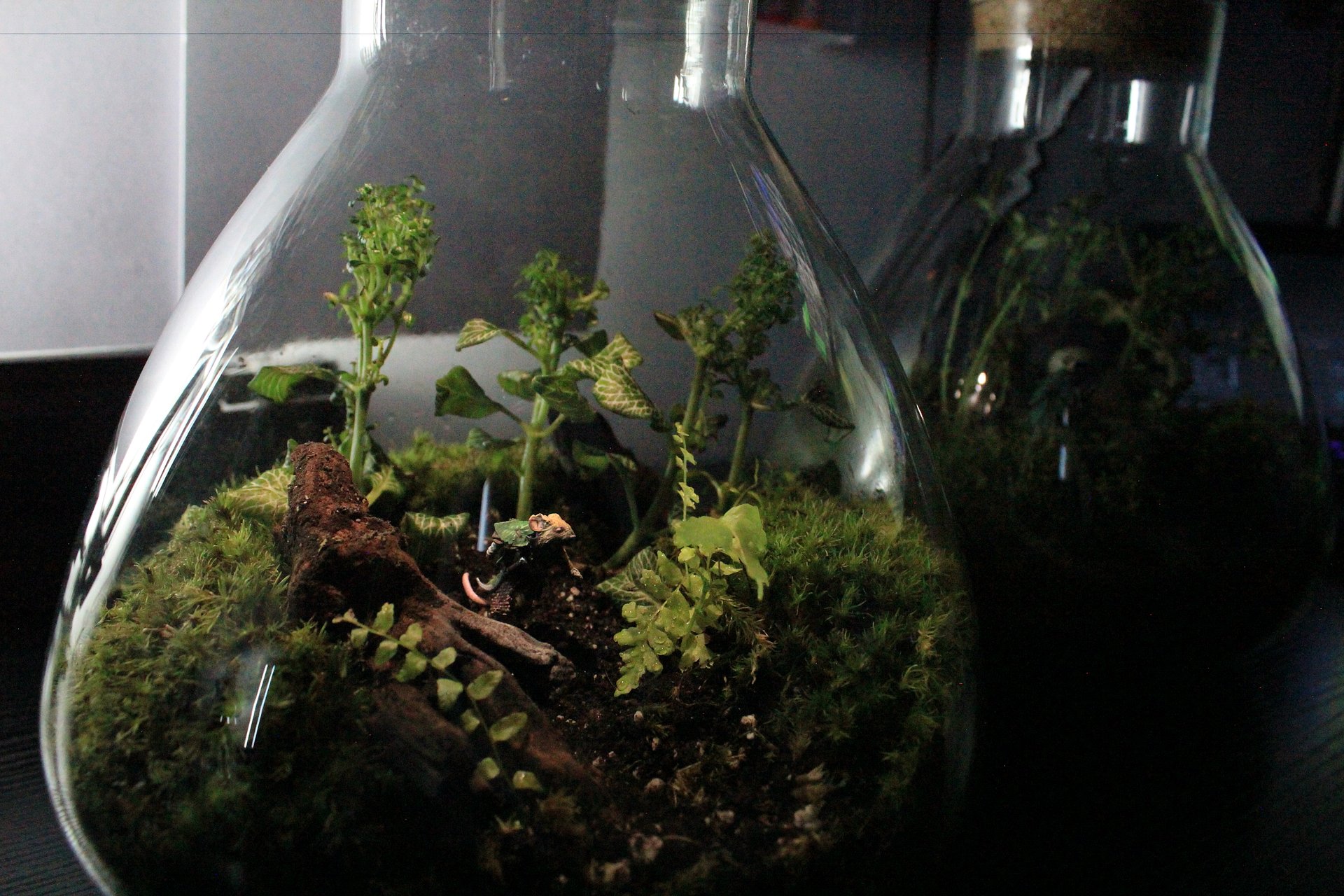 International Terrarium Commissions (Non-UK) product image (1)