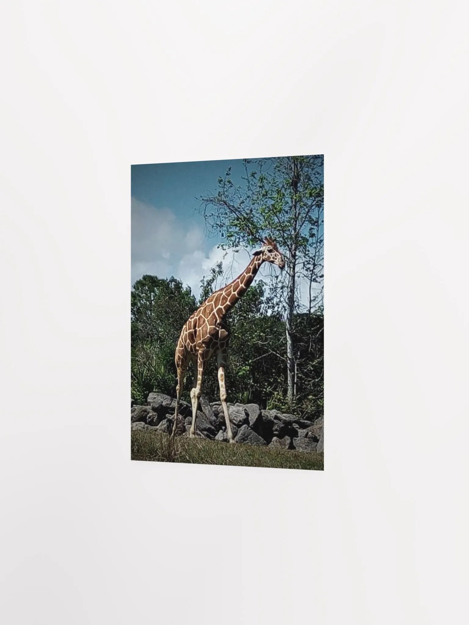 Giraffe Dark Edit product image (17)