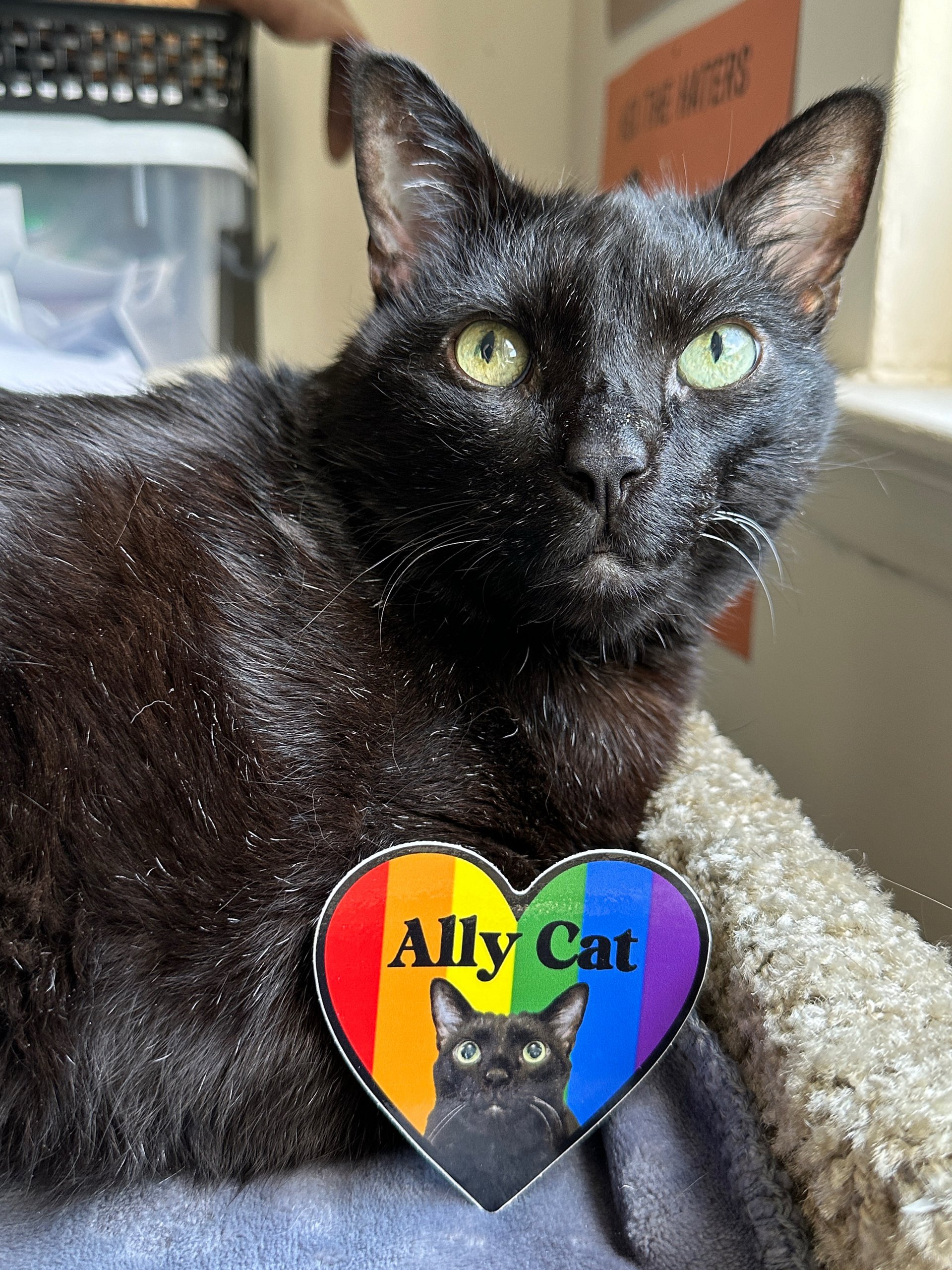 Ally Cat sticker featuring Manny Halloween Cat product image (2)