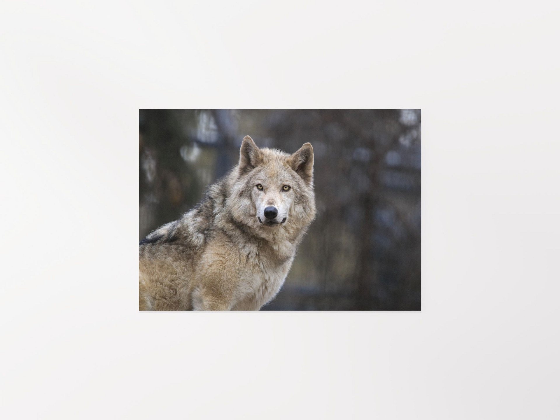 Grey Wolf Poster product image (2)