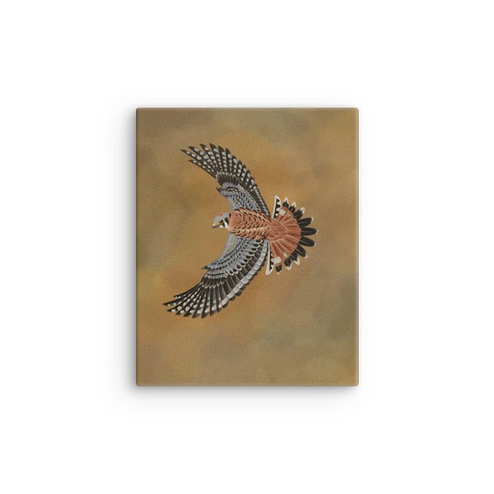 American Kestrel 2019 product image (5)