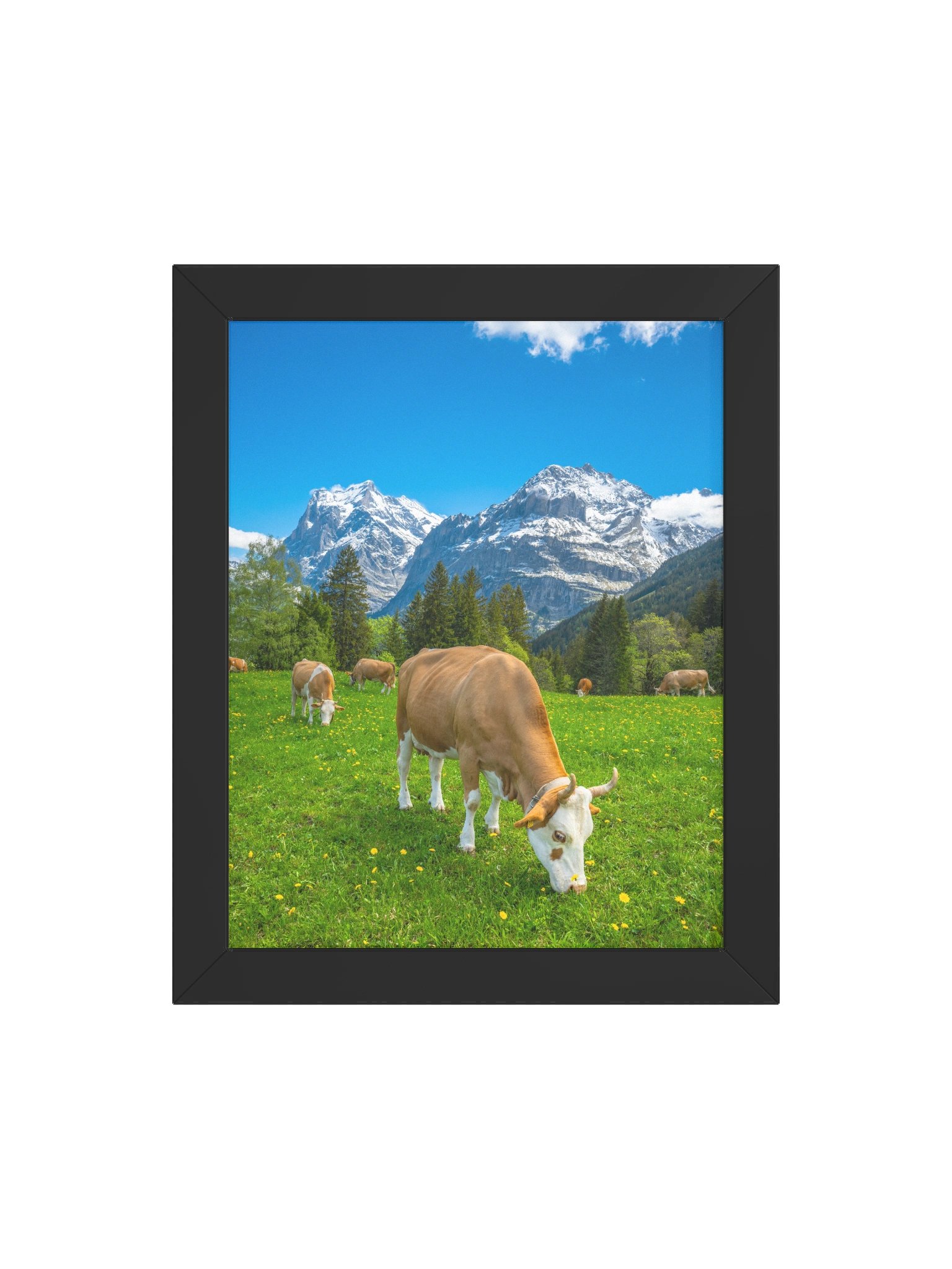 Simmentaler Cow (original swiss breed) product image (19)