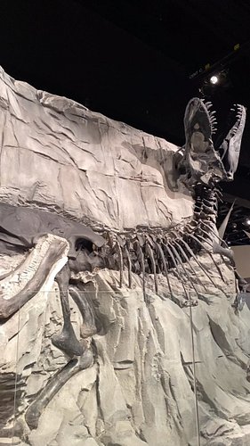 Here’s a Dino for you guys! #museum #dinosaurs #fossils