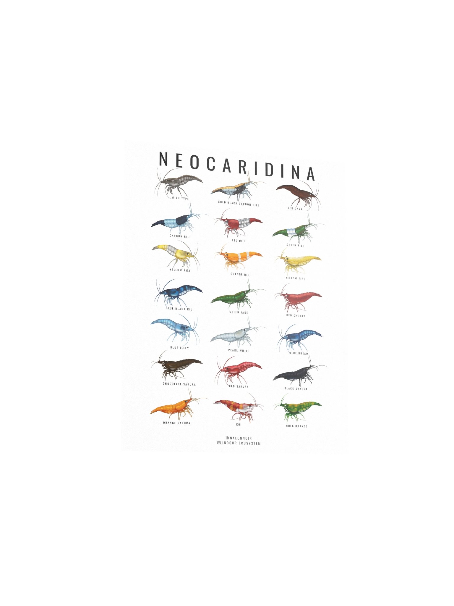NEOCARIDINA SHRIMP POSTER (WHITE) product image (3)