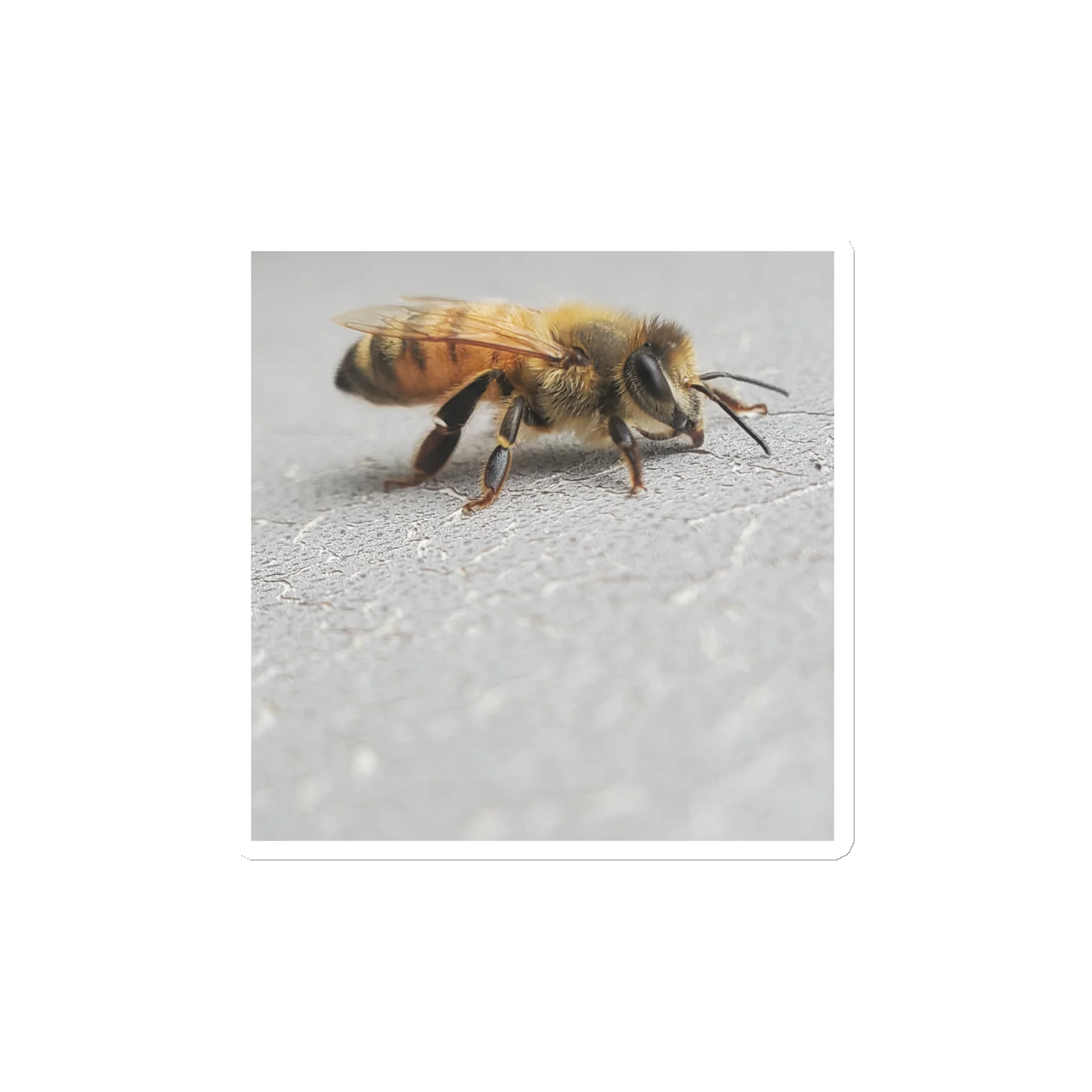 Busy Bee Magnet product image (1)