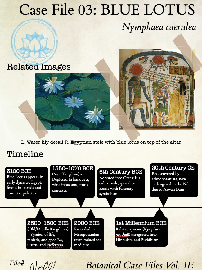 The Botanical Case Files Vol 1. - Lost Rituals & Living Legends product image (6)