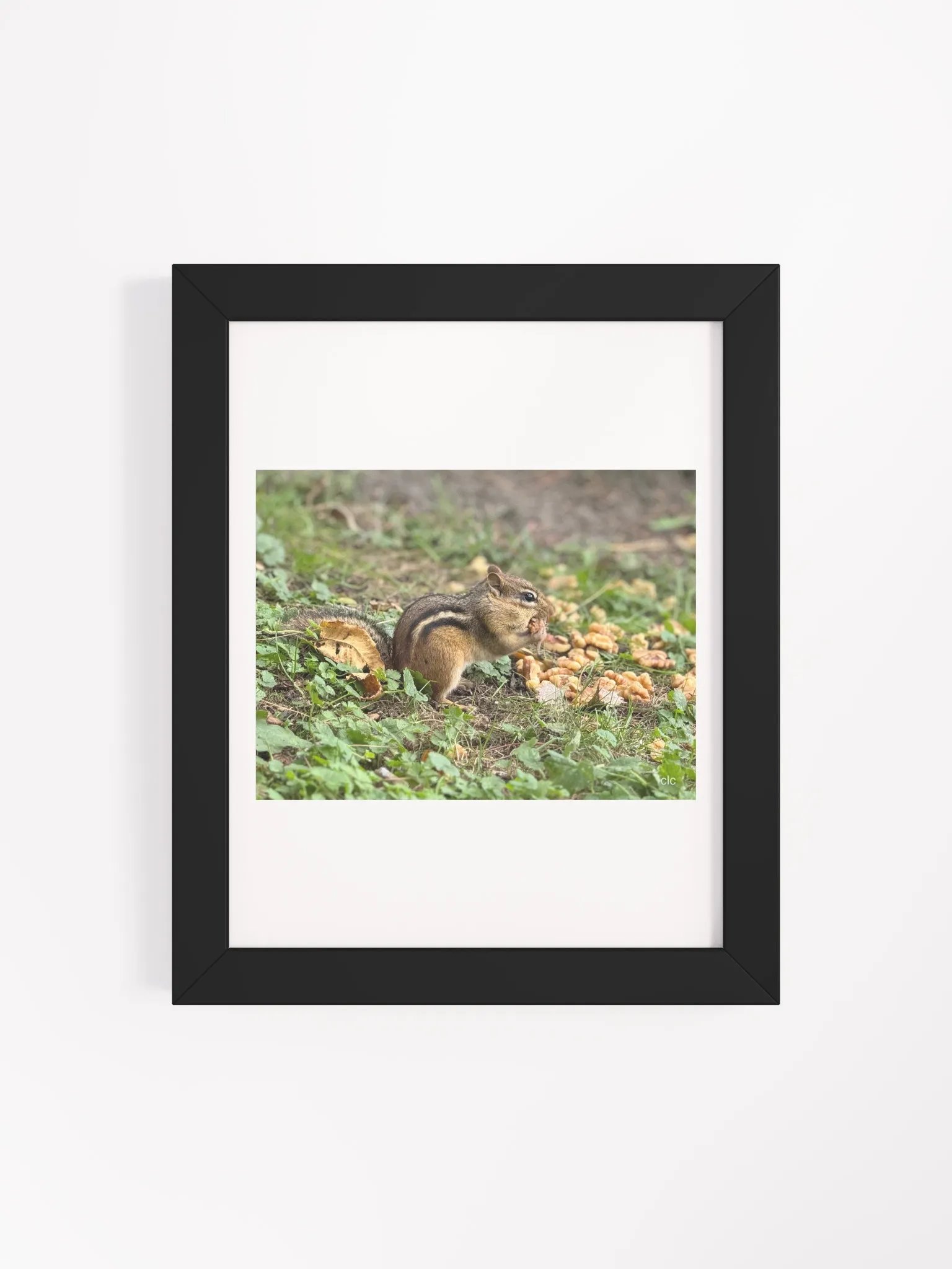Chipmunk Delight Matte Poster product image (20)
