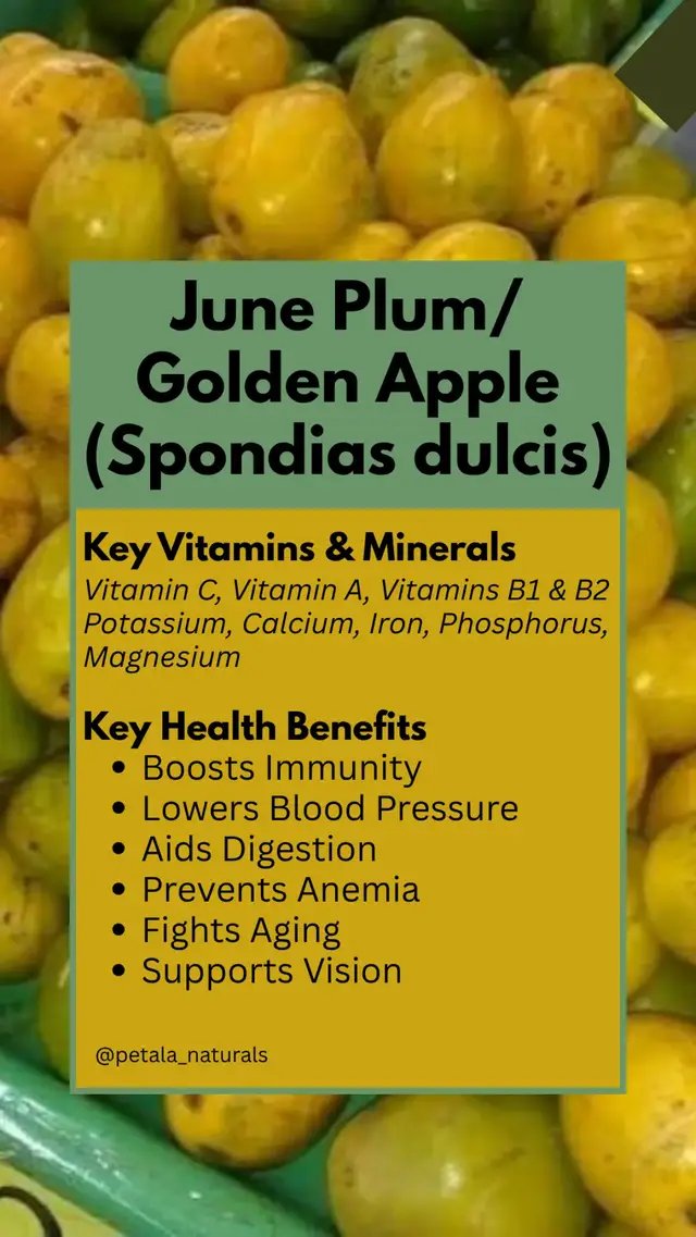 June plum (Spondias dulcis) is a crisp, tangy tropical fruit packed with vitamin C, dietary fiber, iron, and antioxidants that boost immunity, aid digestion, and help lower blood pressure.  Consuming this fruit is very beneficial. It can: • Boosts Immunity: High vitamin C content strengthens your body against infections and helps heal wounds. • Lowers Blood Pressure: Minerals like potassium, magnesium, and calcium help reduce hypertension. • Aids Digestion: Rich in dietary fiber and water to prevent constipation and keep bowel movements regular. • Prevents Anemia: Contains iron and vitamin B1 to support red blood cell production and oxygen flow. • Fights Aging: Packed with antioxidants that protect cells from damage caused by free radicals. • Supports Vision: Provides vitamin A, which is essential for healthy eyes and good eyesight. 