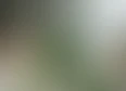 Landespede's tag thumbnail