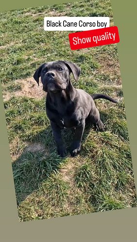 Black Cane Corso boy 🏡