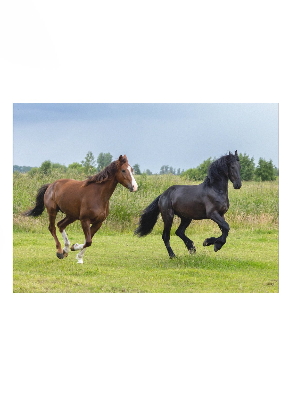 Friesian Horses Poster Prints product image (1)