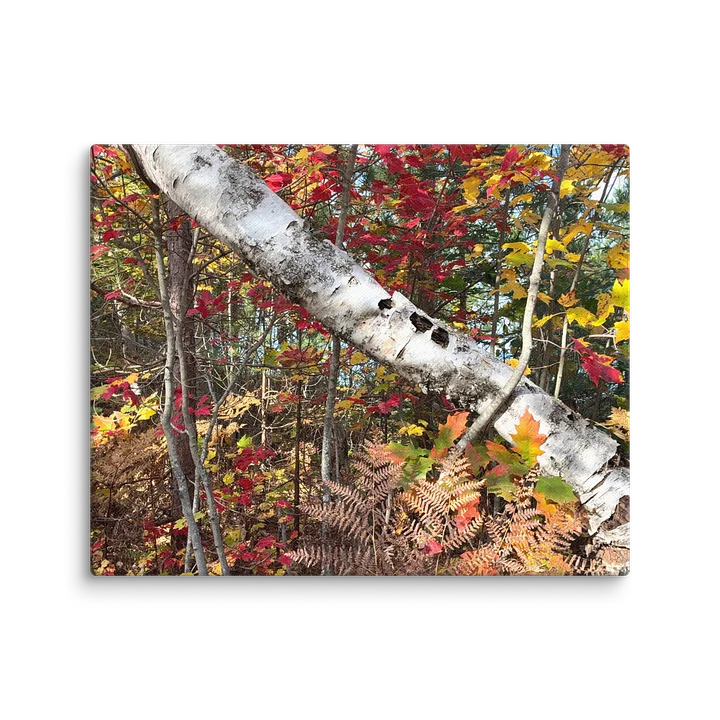 Fall Colors with a Birch tree Canvas product image (13)