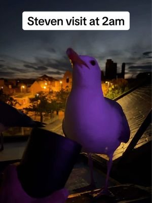 Steven visited me at 2am 🥺 i think he just wanted to hang out a little…  #fyp #foryou #seagull #birds #feedingsteven