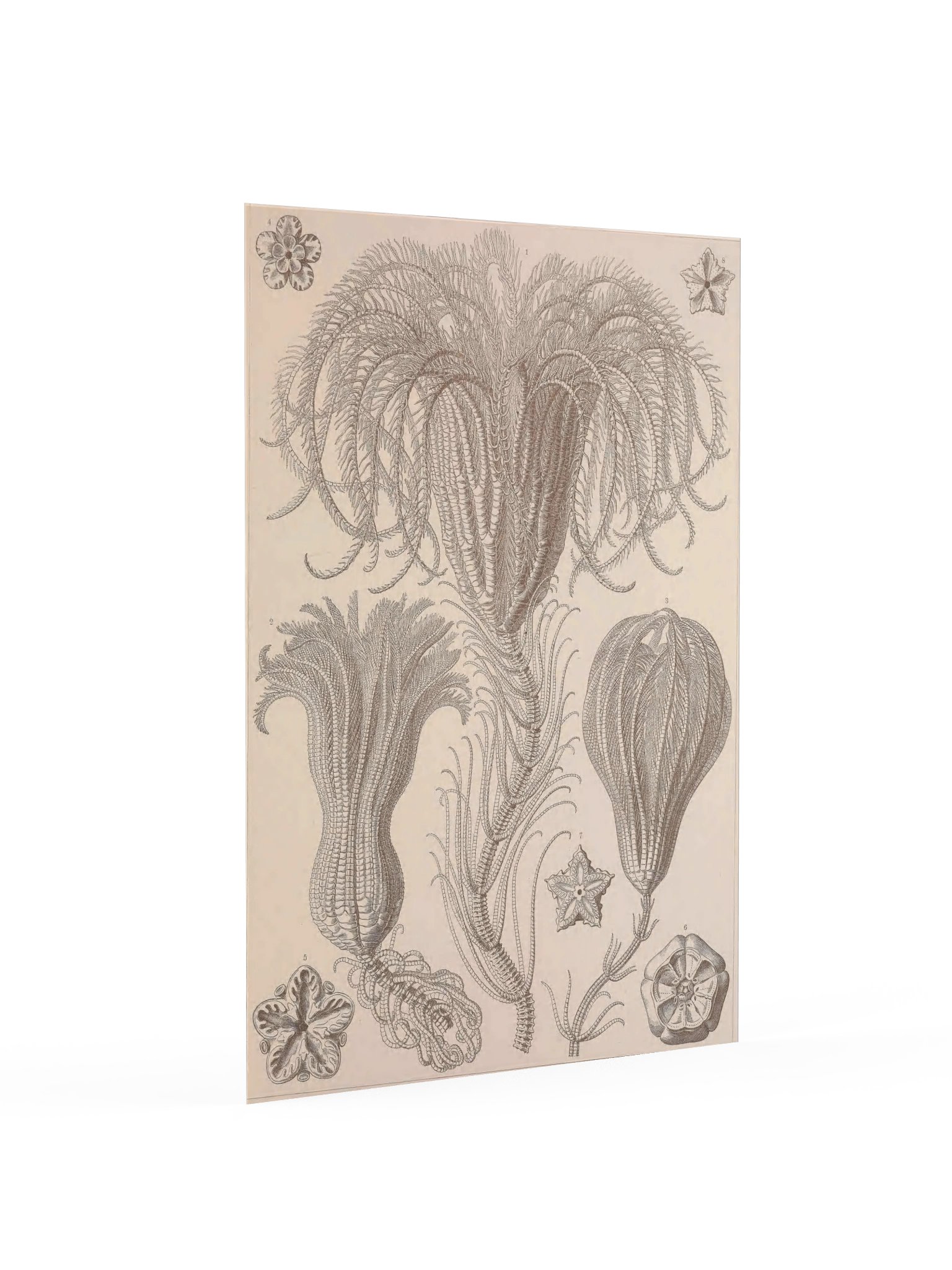 Crinoidea, Plate 20 – Haeckel Poster product image (2)