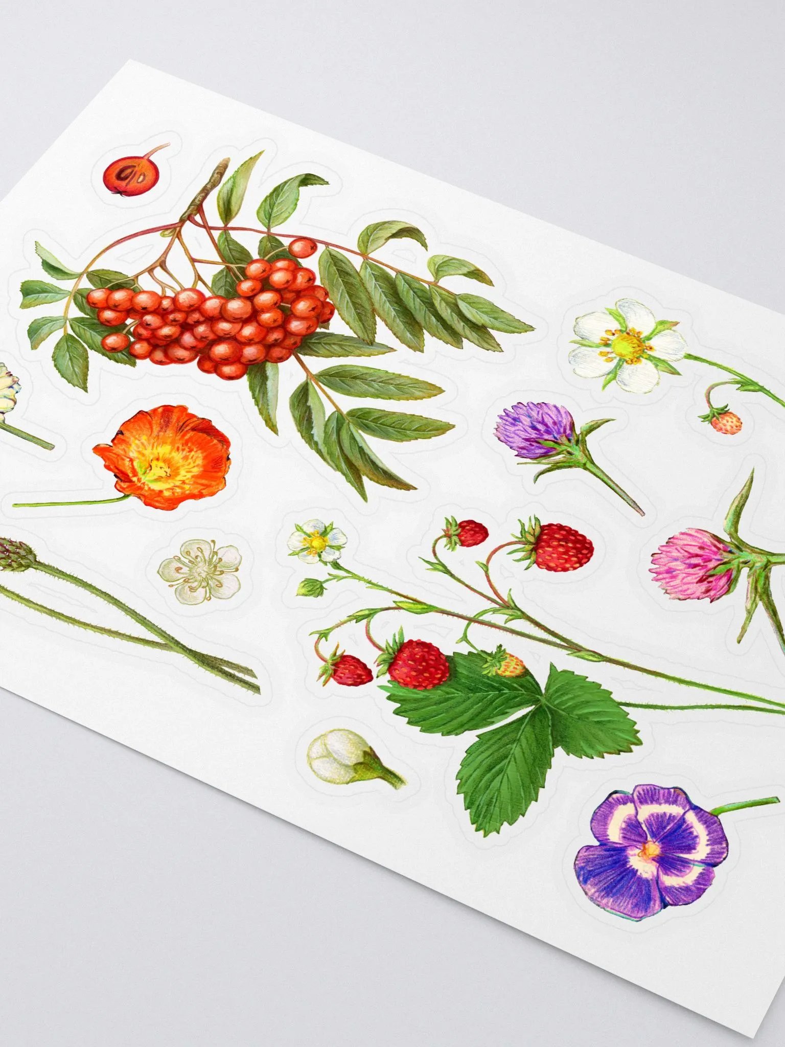Botanical illustrations sticker sheet product image (2)