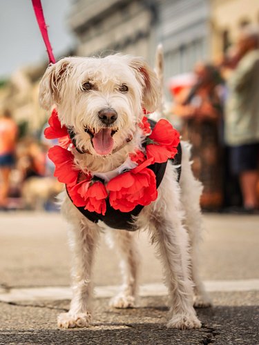 Happy Woof Wednesday from this sweet little poppy pup 😍