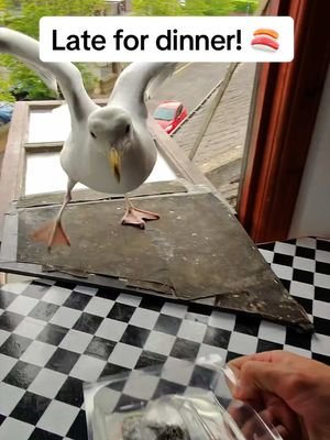 Steven is never late for his dinner! He must of been tending to very important business… #fyp #foryou #seagull #birds #feedingsteven