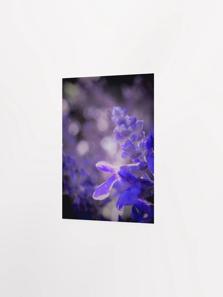 Wisteria 4 product image (15)