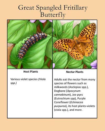 When violets pop up this spring, don't pull them up; they're the host plant for Fritillary butterflies and also an early nect...