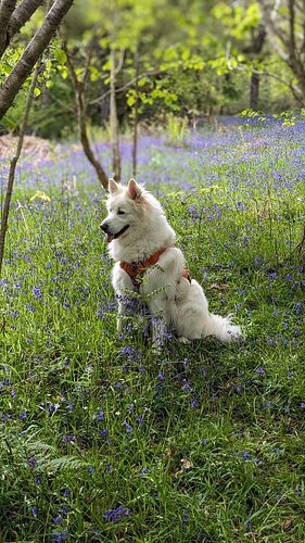 Day off roam with #AlaskanShepherd Nix! 🐺 The blue bells were amazing! ❤️