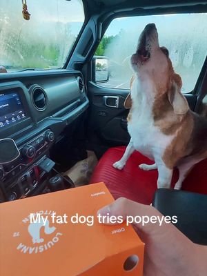 Bro was charging those barks up crazy 😂 #dog #funny #viral 