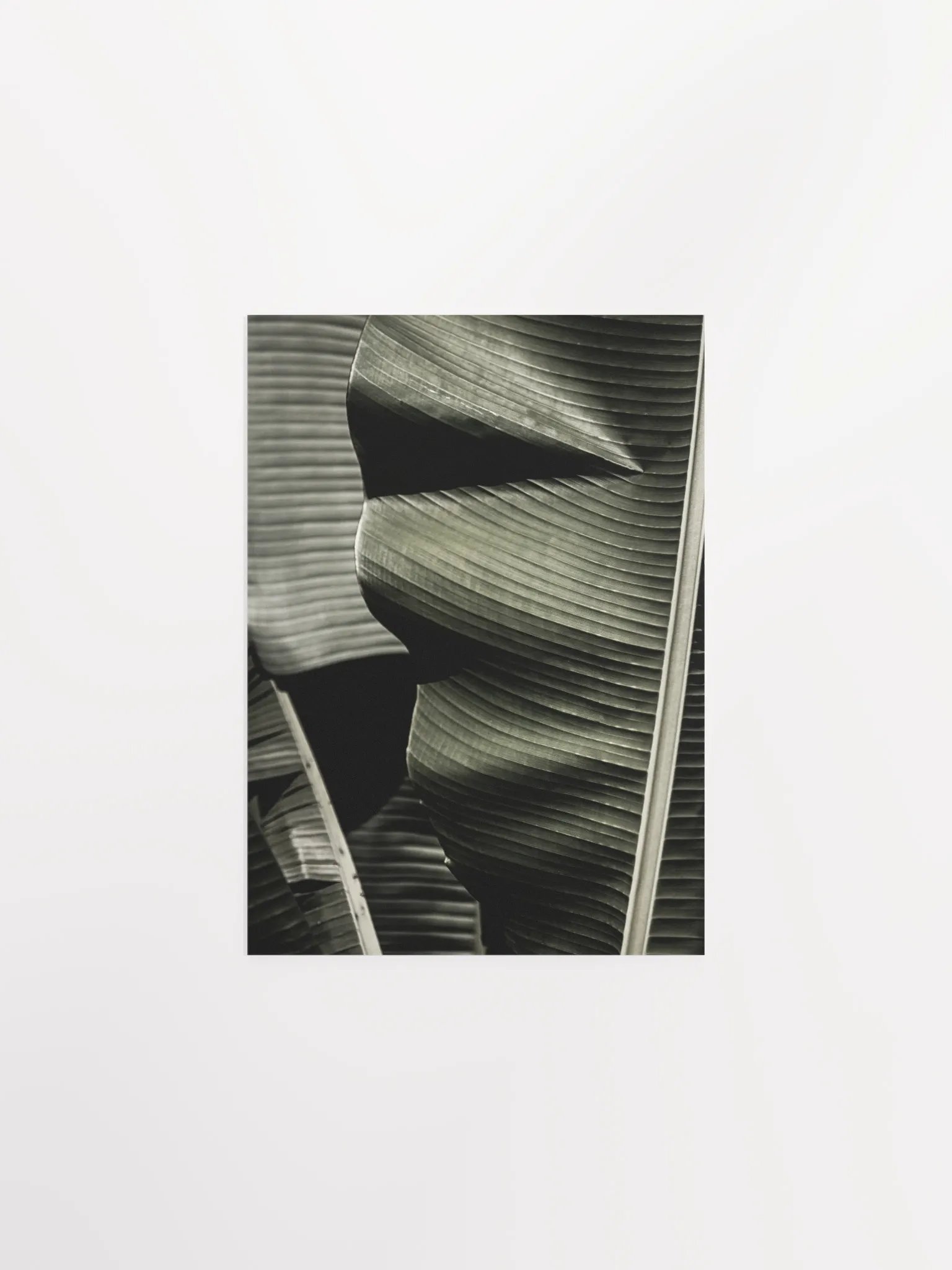 Banana Leaves Enhanced Matte Poster product image (2)