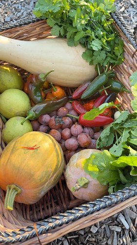 This #harvest includes lemons, squash, cilantro, peppers, turnips, persimmons, and saffron from my #backyardgarden #growyouro...