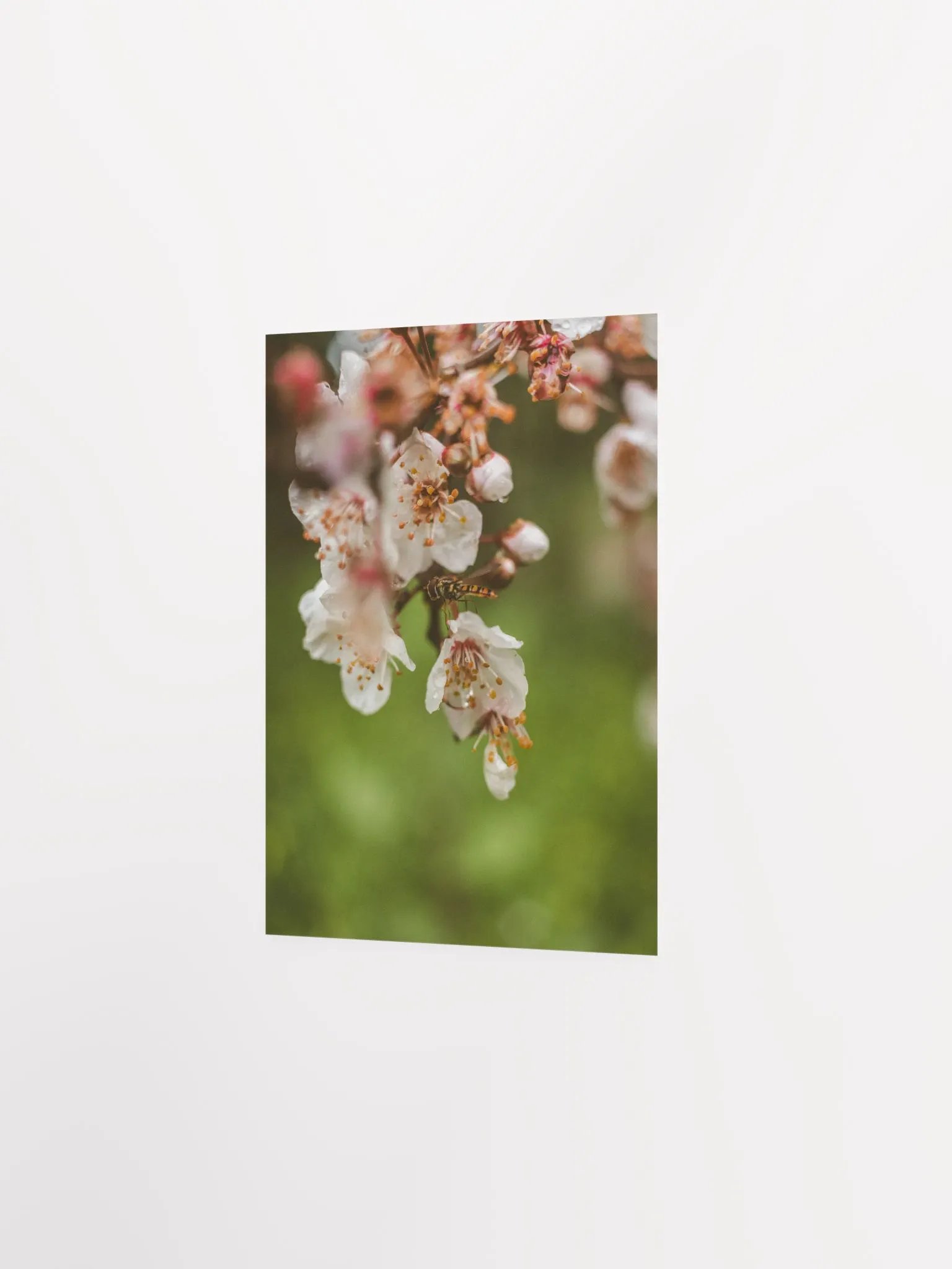 Spring Bee product image (6)