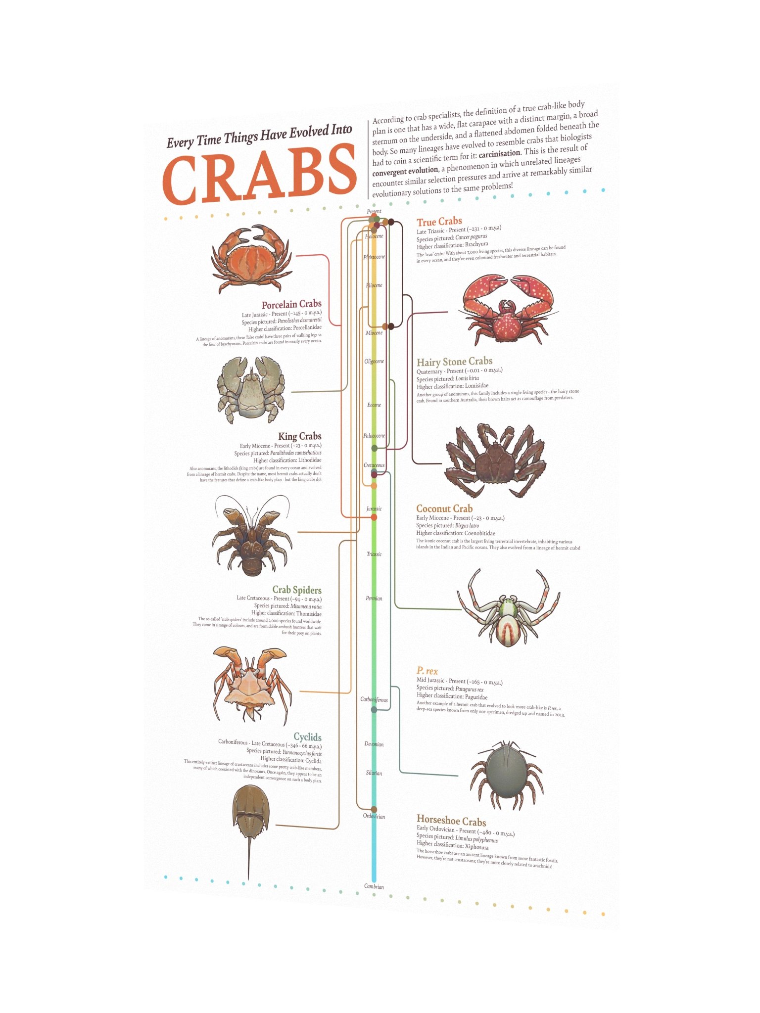 Crab Convergence Poster product image (3)