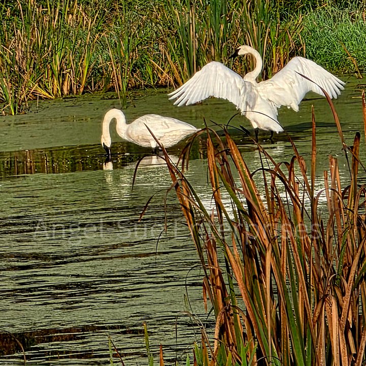 White Swans Stretching in Wetland Marsh product image (1)