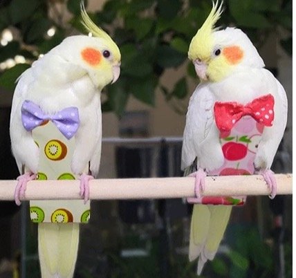 Diapers for Birds product image (4)