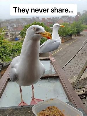 Ethan coming right in today… soo brave 🥹 #fyp #foryou #seagull #birds #feedingsteven