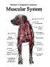 Muscular Anatomy Vet Notes (PDF Download)
